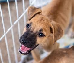 Live de hoje falaremos com Raissa Rocha sobre o que falta em Teresina para proteção dos animais